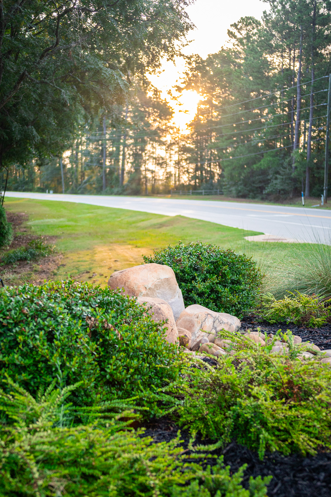 Layered shrubs and boulders in a finished roadside planting at sunrise